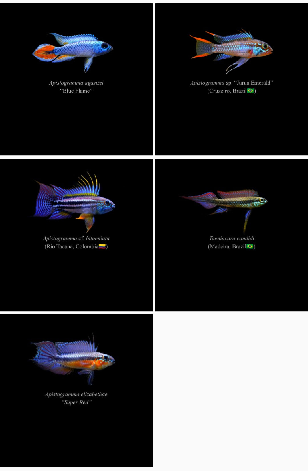 【Smartphone Wallpaper】Apistogramma Index-Trial set