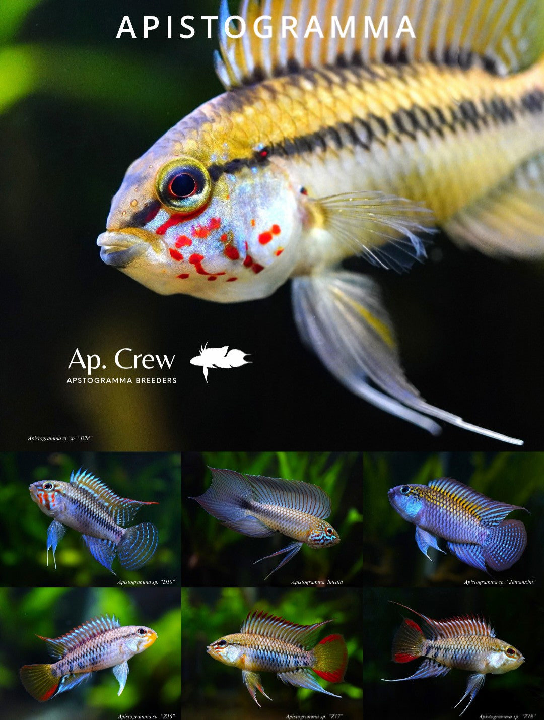 【HQ Digital data only】Apistogramma Poster(Calm color)