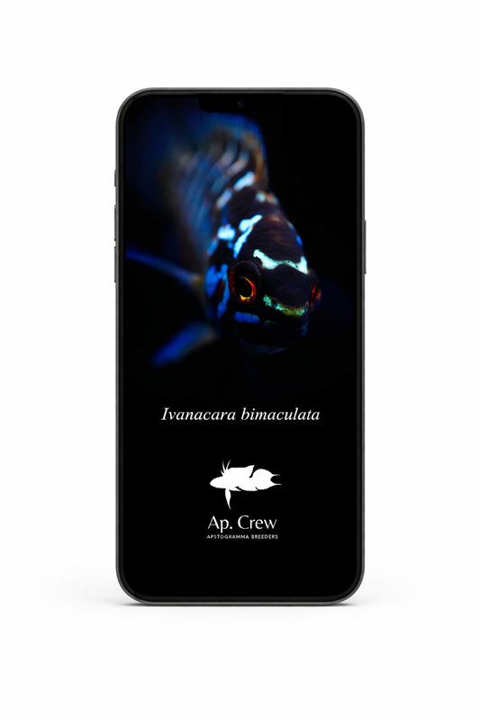 【Smartphone Wallpaper】Ivanacara bimaculata