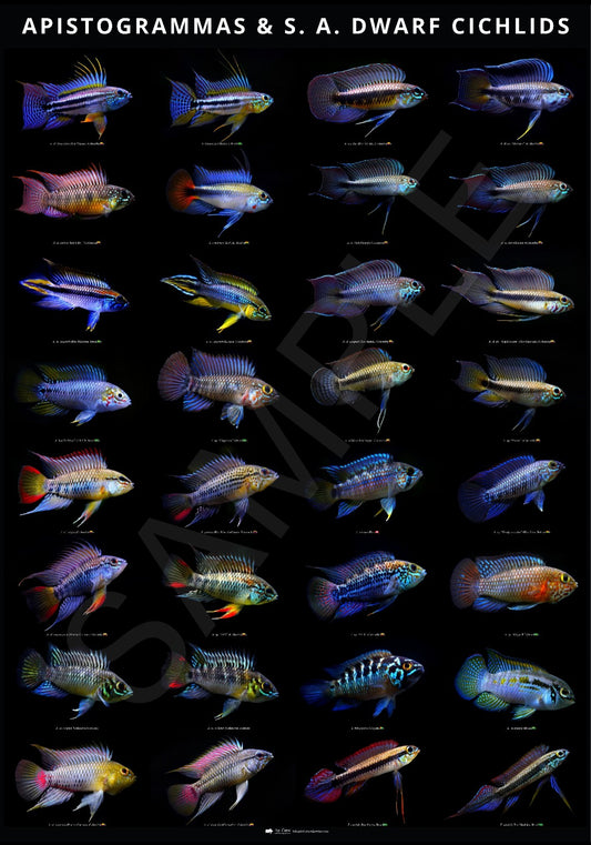【Print material】Apistogramma Poster (Black)