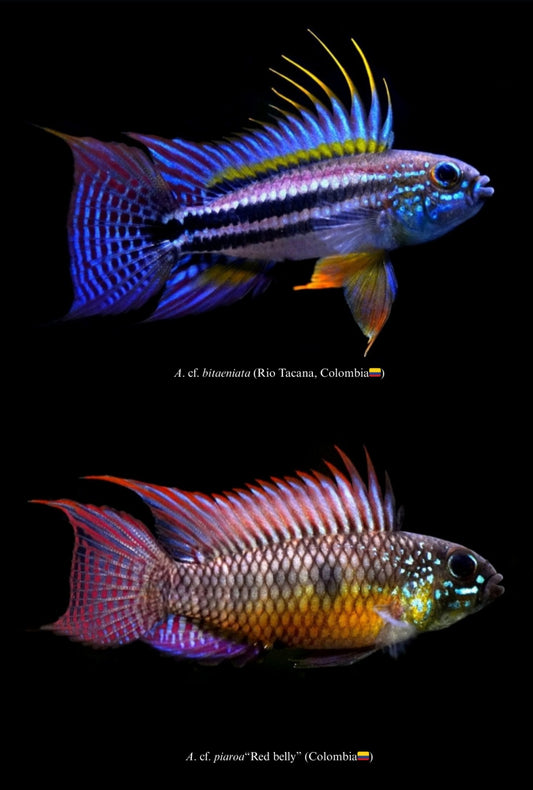 【HQ Digital data only】Apistogramma Poster(Black)