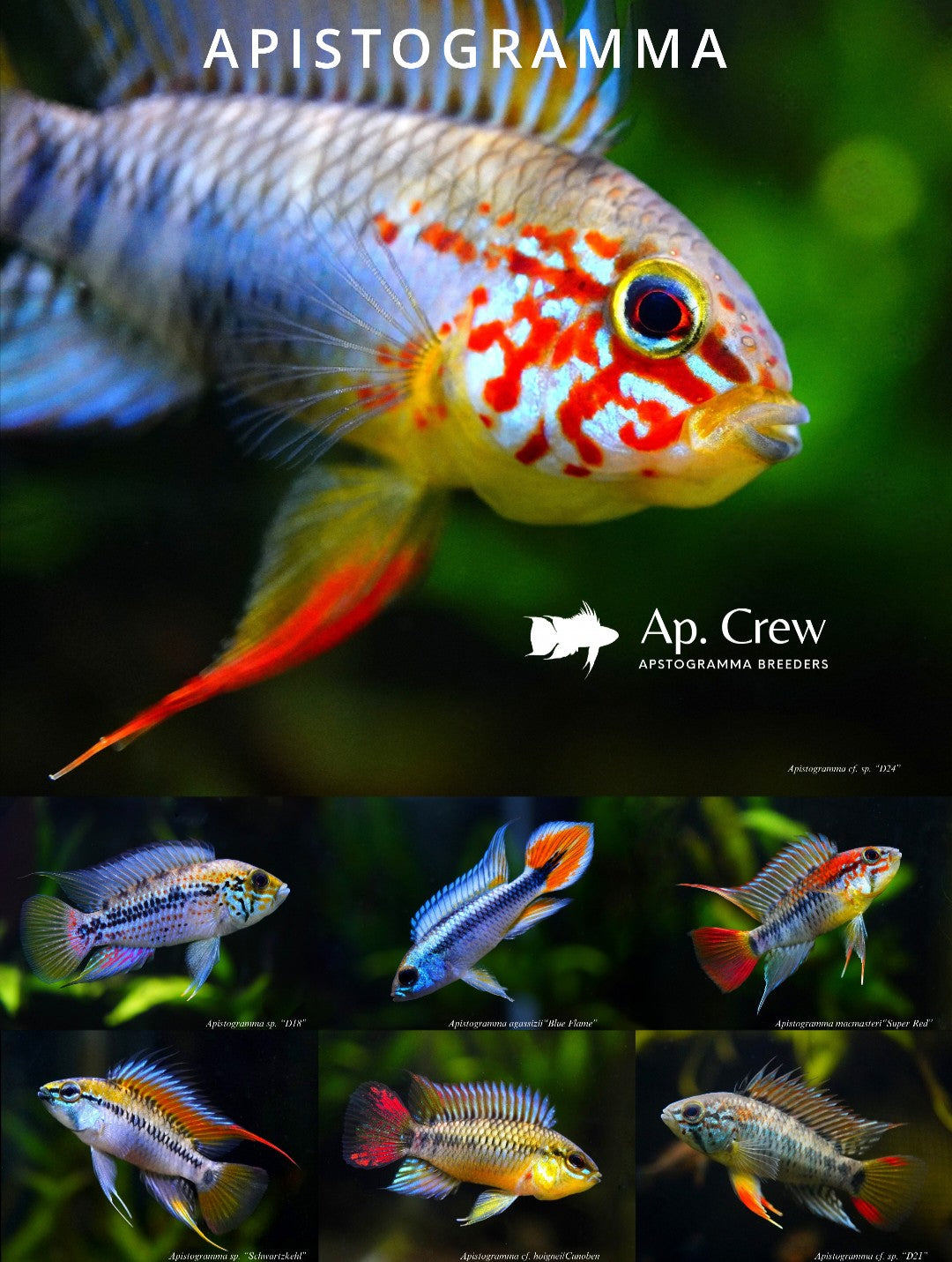 【HQ Digital data only】Apistogramma Poster(Vivid color)