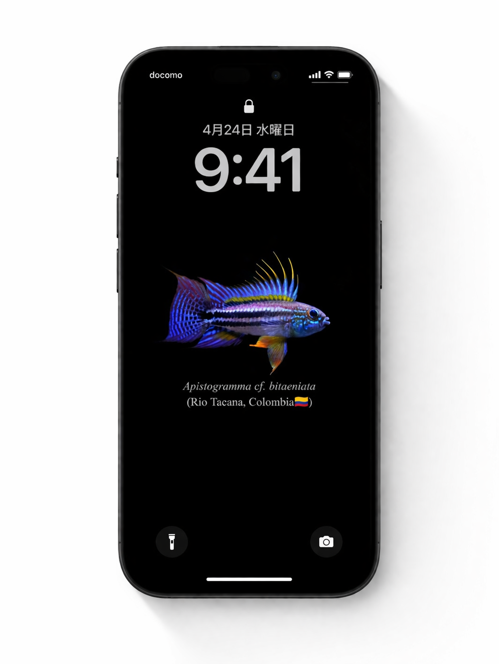 【Smartphone Wallpaper】Apistogramma Index-Trial set