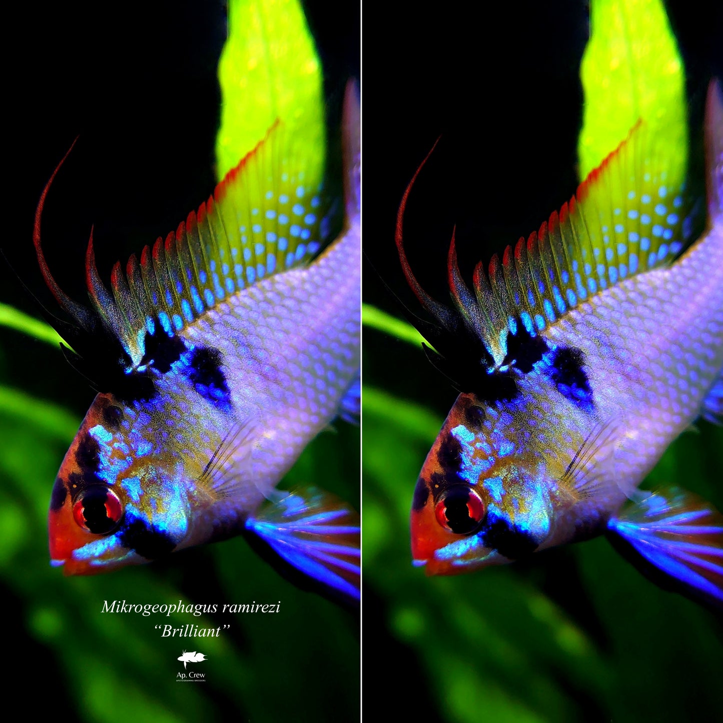 【Smartphone Wallpaper】Mikrogeophagus ramirezi“Brilliant”