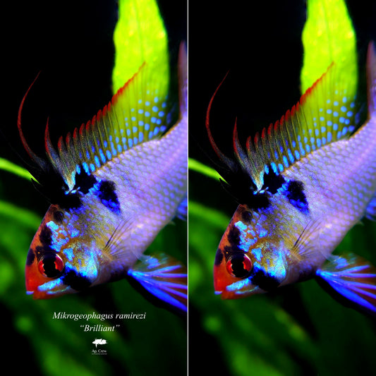 【Smartphone Wallpaper】Mikrogeophagus ramirezi“Brilliant”