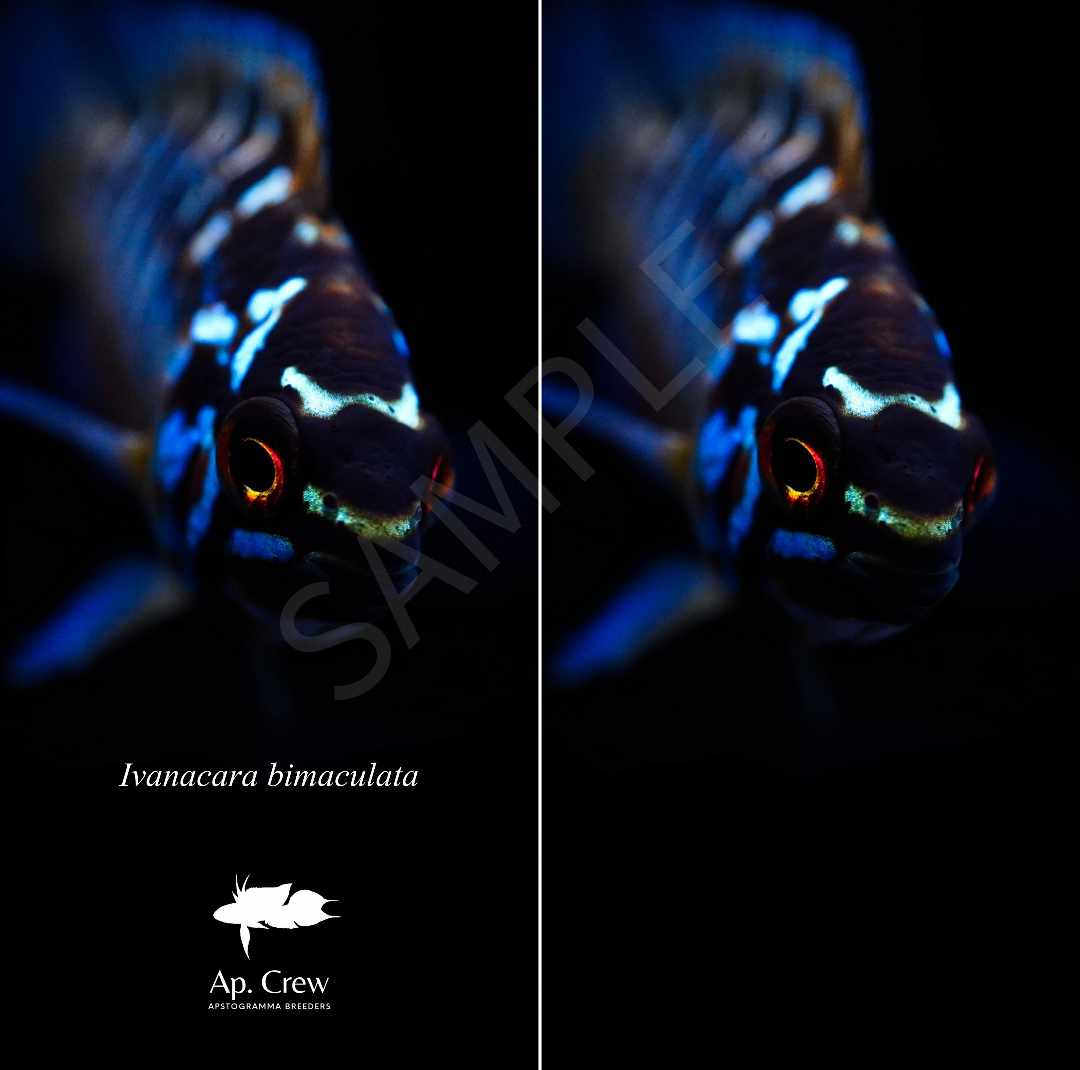 【Smartphone Wallpaper】Ivanacara bimaculata
