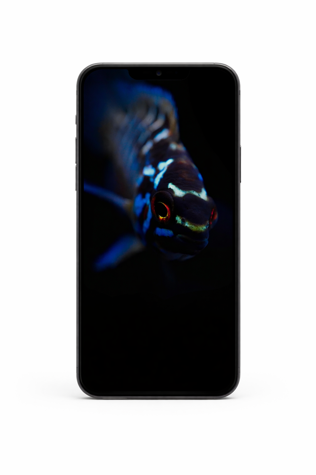 【Smartphone Wallpaper】Ivanacara bimaculata